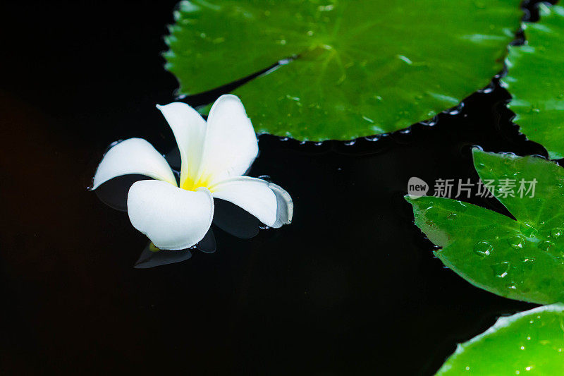 热带花鸡蛋花荷叶浮水。水疗，健康，夏季背景