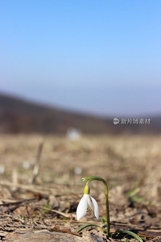 第一朵雪花莲花在二月底