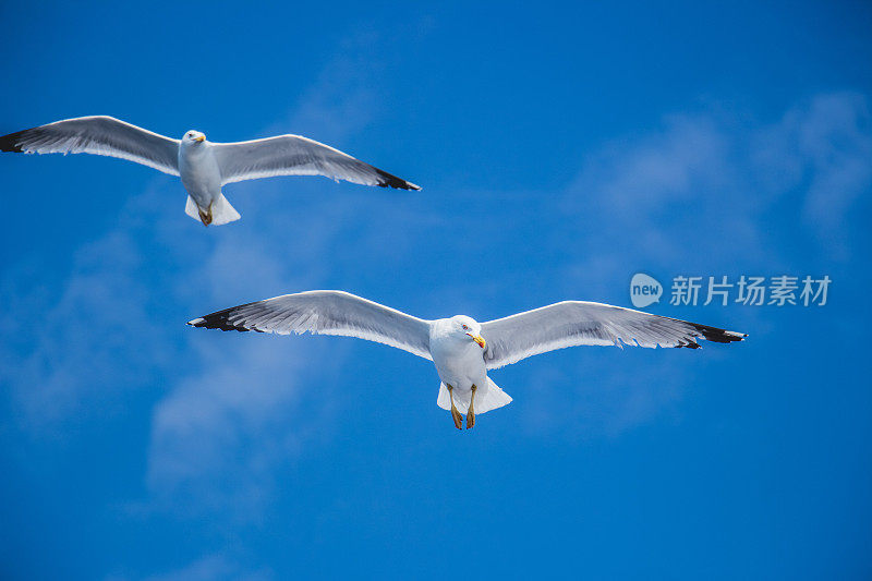 海鸥在海面上飞翔