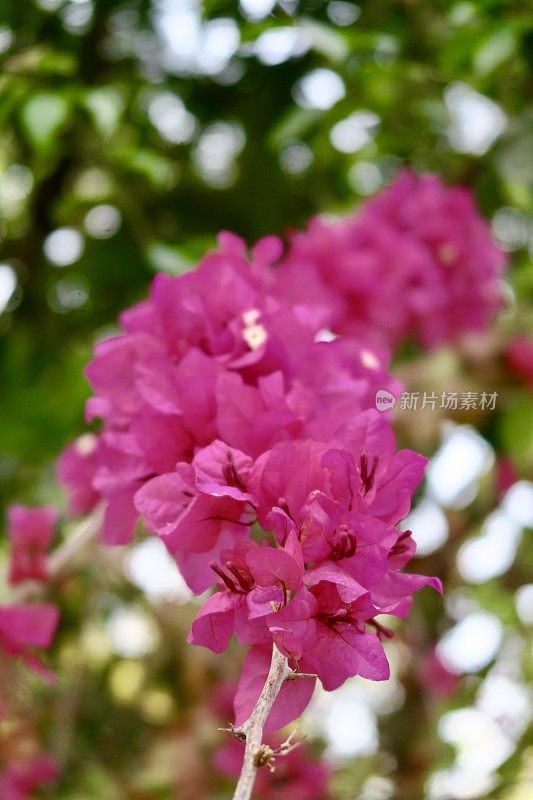 图片热带粉红色九重葛花苞近距离生长在花园公园，夏季攀缘观赏开花九重葛藤与粉红色的花，印度盆栽植物照片