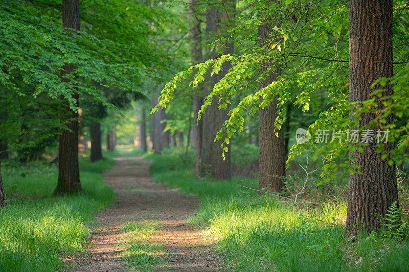 阳光照在山毛榉树枝上，越过森林中的小径