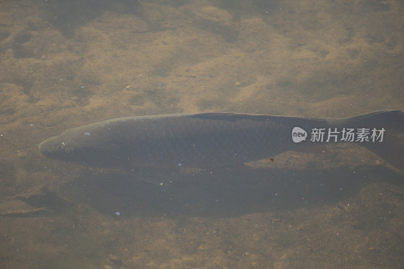 池塘里的鲤鱼