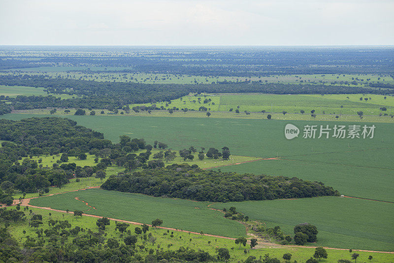 塞拉多地区的大豆种植园