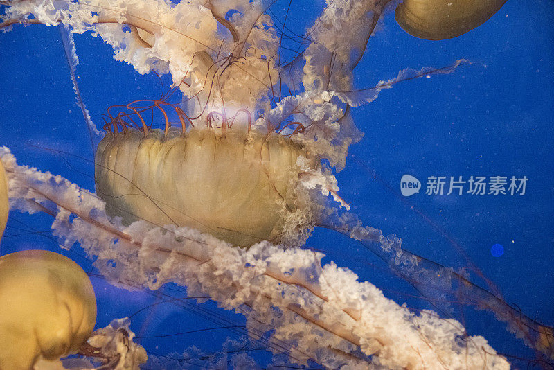 日本海上荨麻