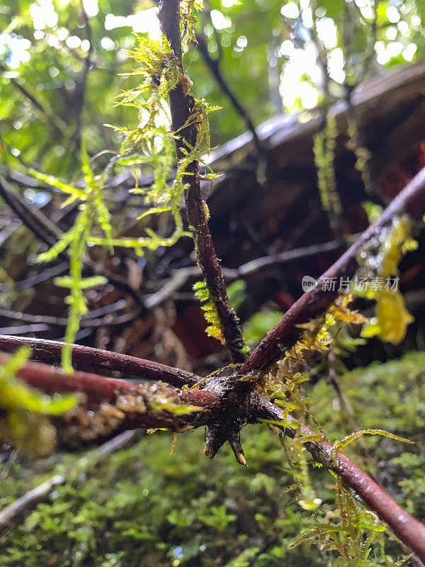 热带雨林中的苔藓树枝