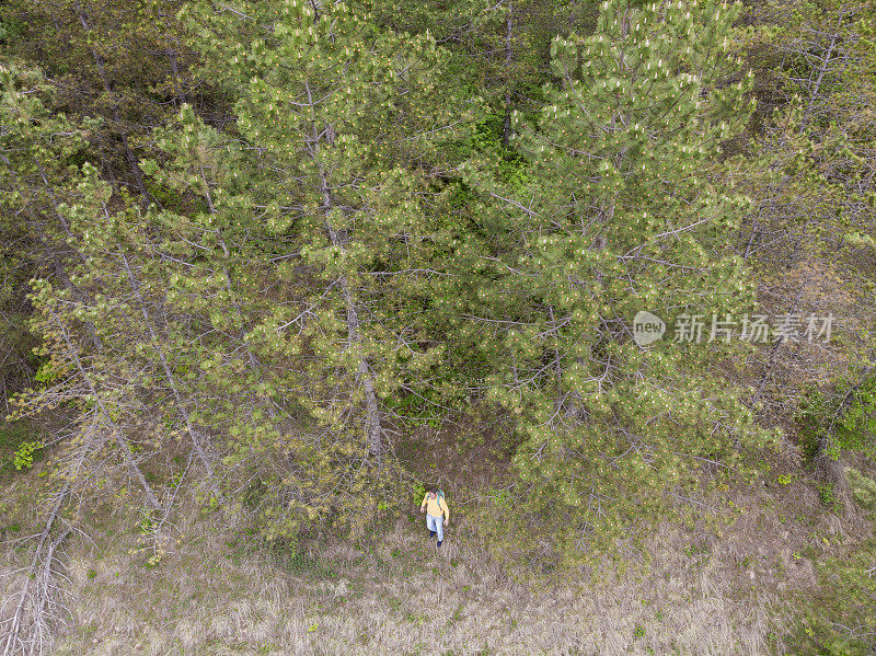 在春天的一天，成年男子徒步在常绿的山林中徒步旅行。鸟瞰图。