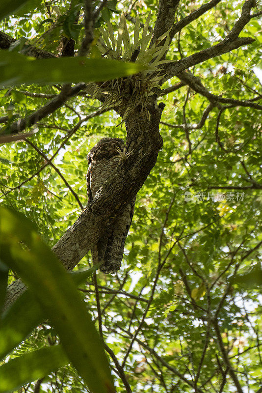 常见potoo