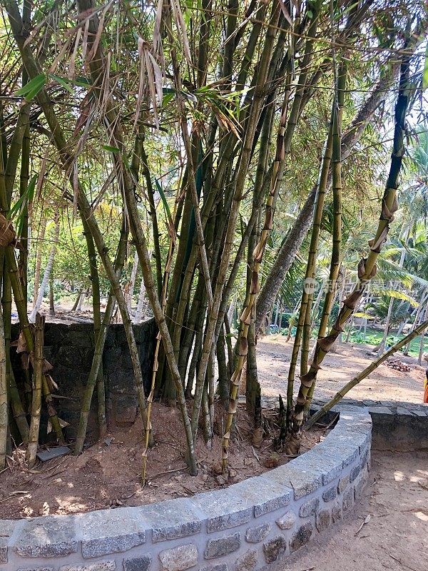 高大的竹植物藤条生长在升高的花园床上，石墙防止根的蔓延