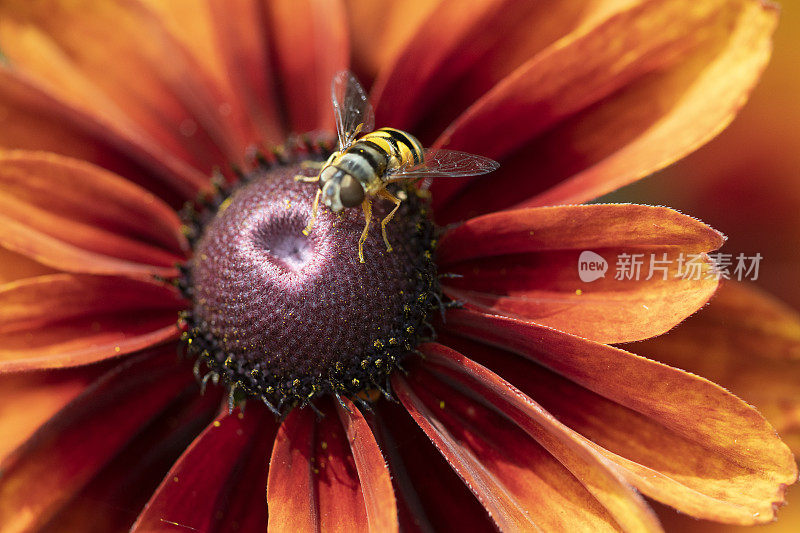 蜜蜂在松果菊