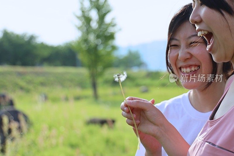 年轻女子吹蒲公英种子