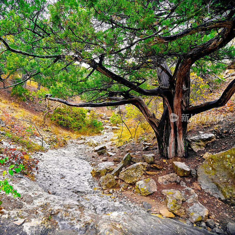 秋天的老杜松树生长在山坡上，溪边，克里米亚