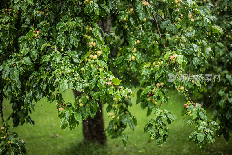 雨中的苹果树