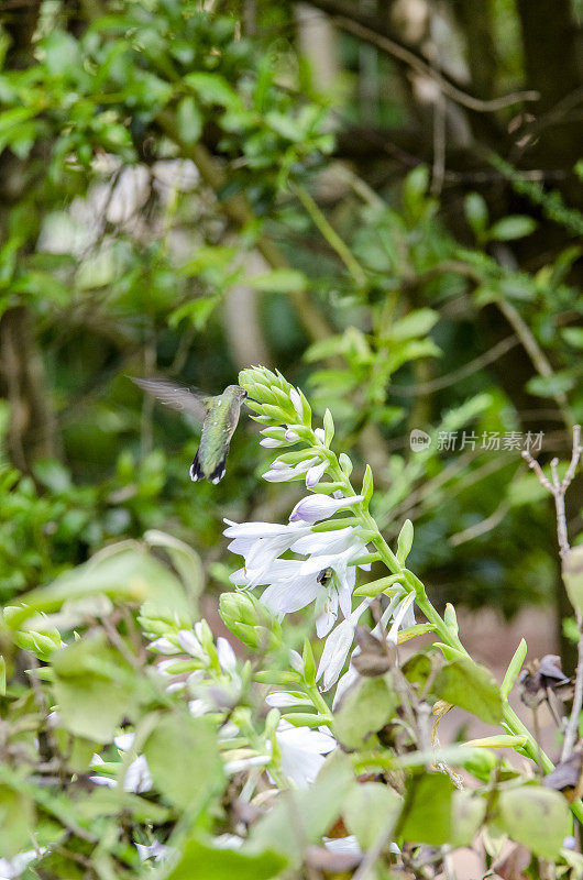 从热带植物中获取花蜜的蜂鸟