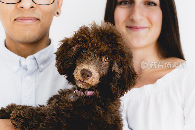 婴儿贵宾犬的狗