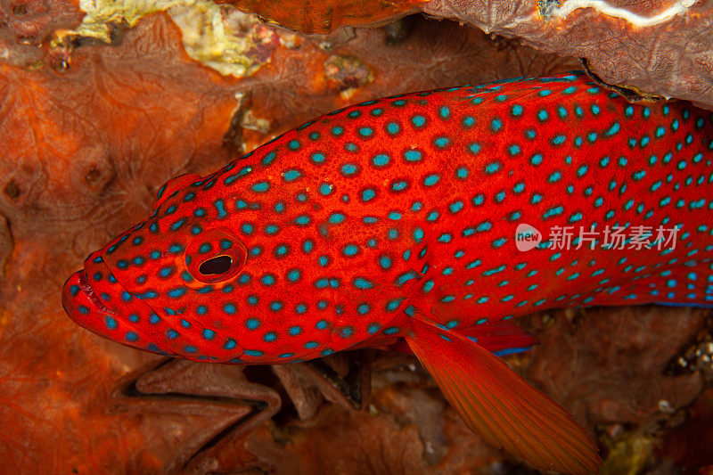蓝斑珊瑚红石斑鱼