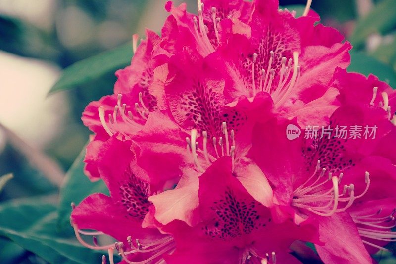 粉红色的杜鹃花花