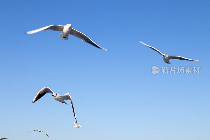 海鸥在湛蓝的天空中飞翔