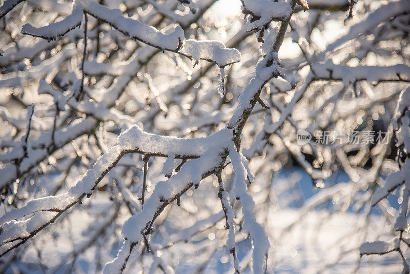 白雪皑皑的苹果树