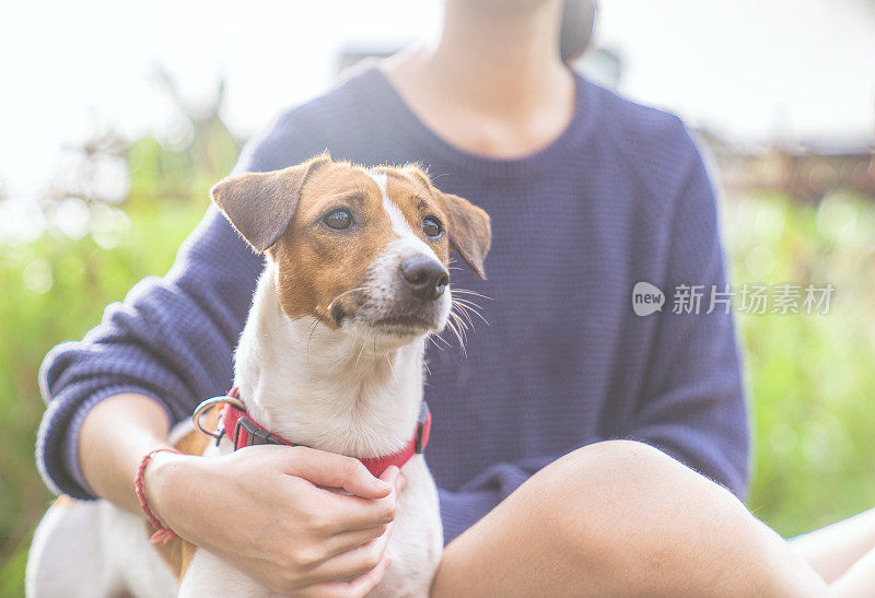 亚洲家庭十几岁的女孩玩好玩的她的宠物杰克罗素梗狗在花园在夏天的早晨