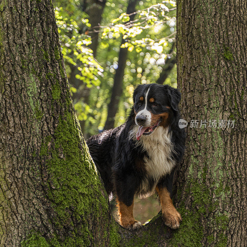 曾嫩猎犬在公园的一棵树上爬