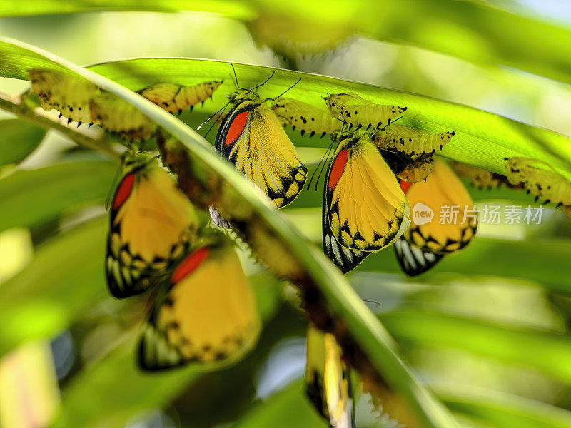 一大群美丽的黄色、白色和橙色的抽象彩绘蝴蝶，在棕榈叶下，从茧中钻出来，准备开始它们的蝴蝶生活。