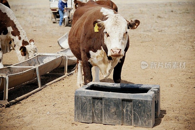 牧草喂养的肉牛，赫里福德小母牛，在干旱期间从槽喂养