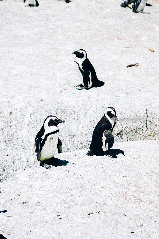 南非开普敦海滩上的非洲企鹅群落