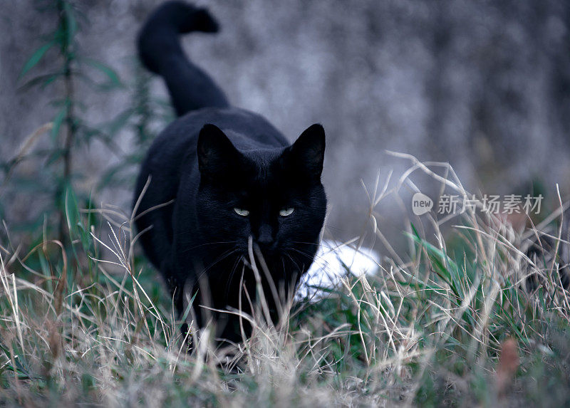 黑猫在黑暗中