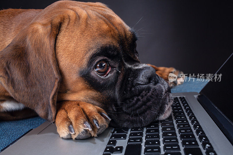 一只拳犬看着笔记本电脑的屏幕。