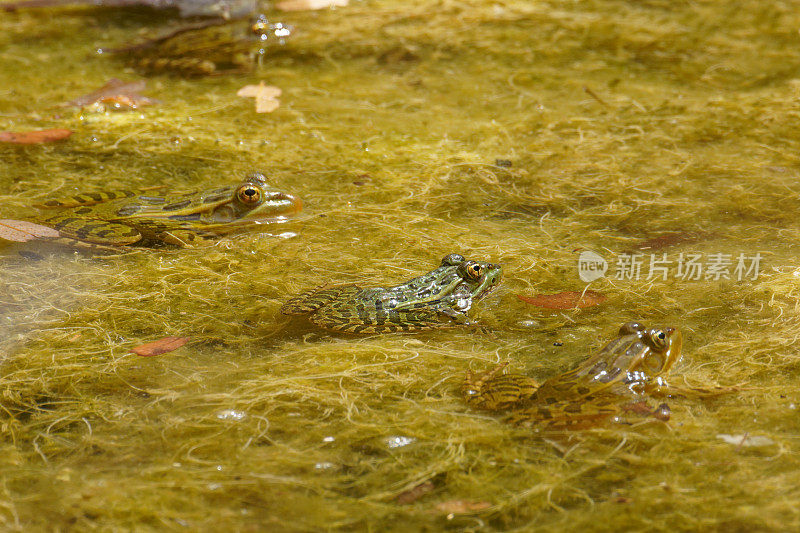 Chiricahua豹蛙