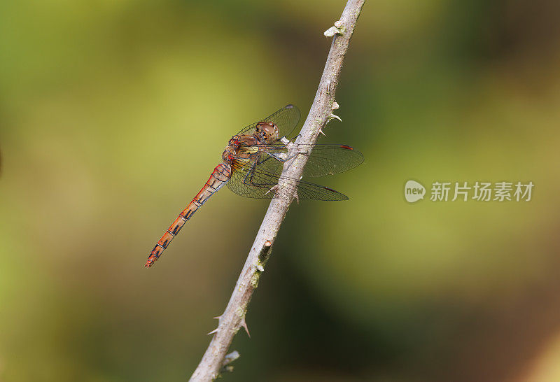 飞镖蜻蜓(黄纹蜻蜓)