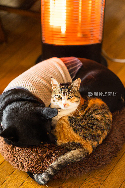一只猫和一只狗依偎在暖炉旁睡觉