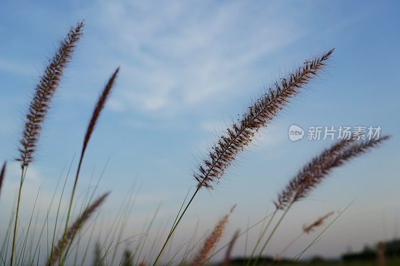 自然界中的花草田野