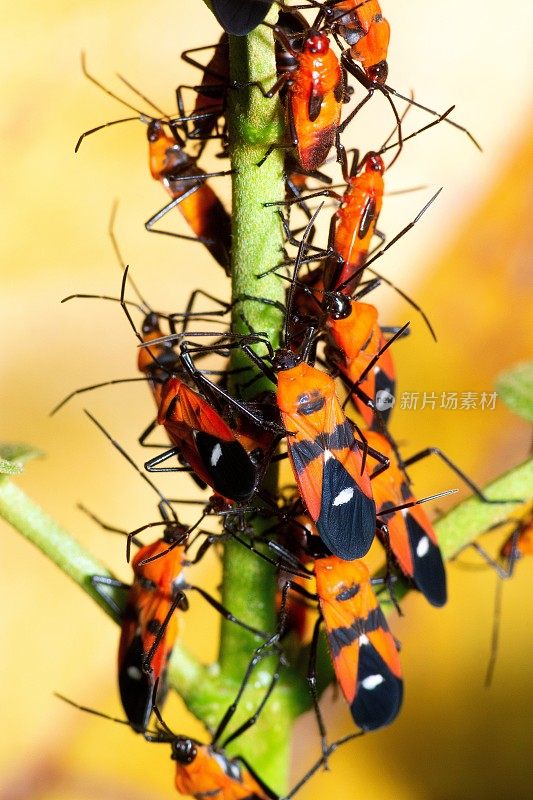 蚜虫群落分支动物行为学研究。