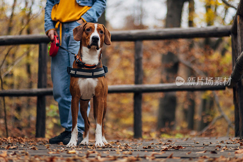 一个面目全非的女人和她的猎犬一起享受秋日