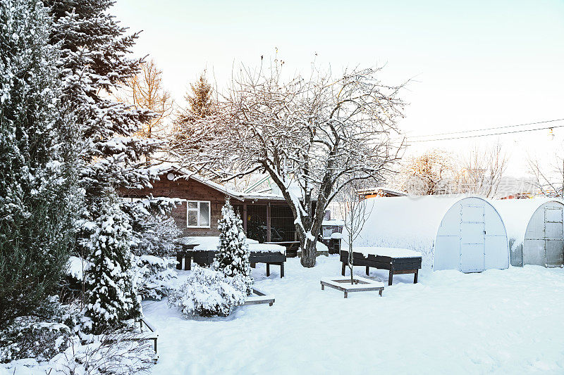 后院花园里的树被雪覆盖着