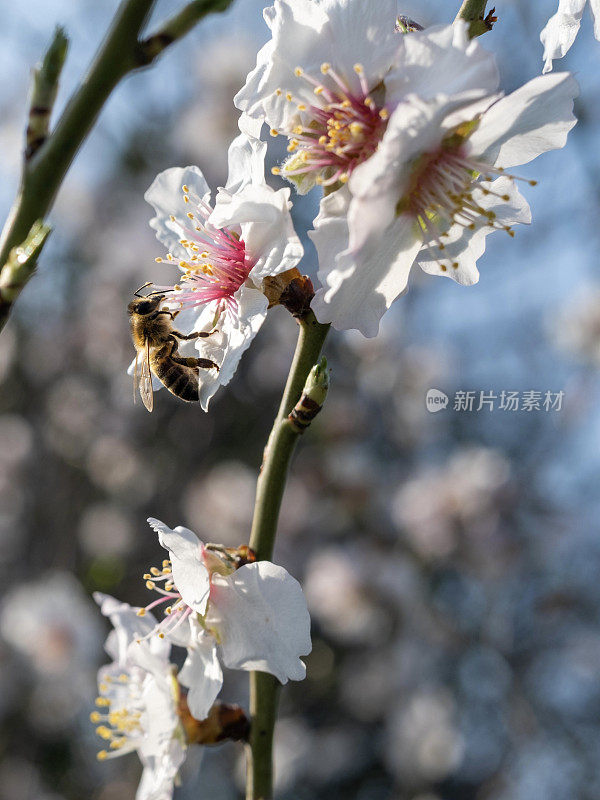 在一个阳光明媚的日子里，塞萨洛尼基，蜜蜂在杏仁花上采集花蜜