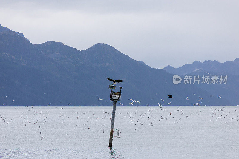 秃鹰飞过海洋