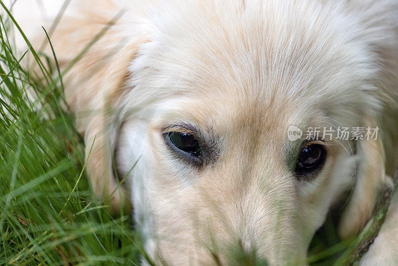 特写肖像十二周大的金毛猎犬小狗在花园，背景与复制空间