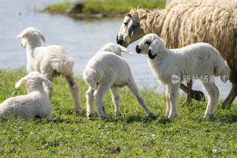 绵羊和羊羔在小溪边吃草的画面
