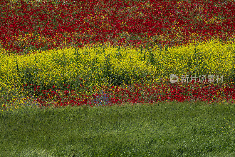 红色罂粟花、黄色芥菜和绿色麦田的背景照片