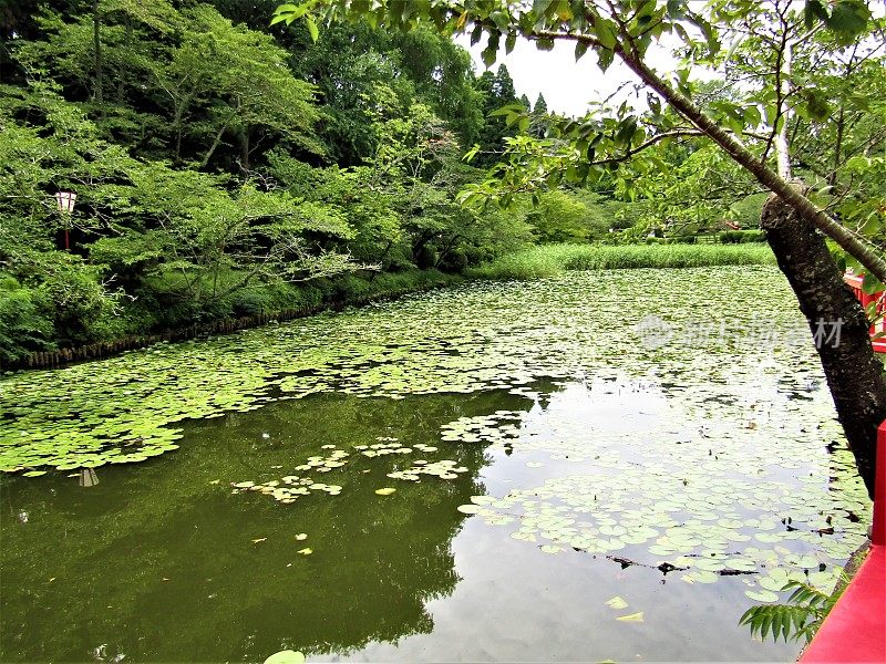 日本。7月。公园里的池塘。的印象。