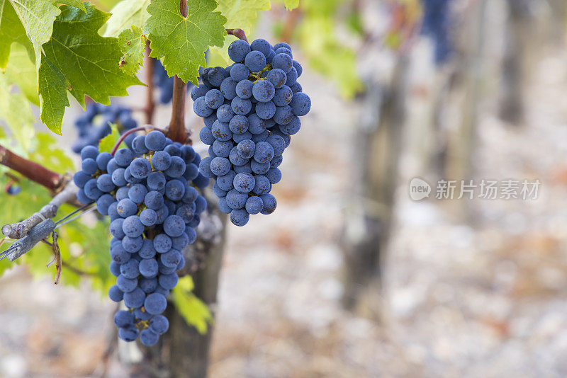 梅洛葡萄生产最高品质的葡萄酒在波尔多，法国