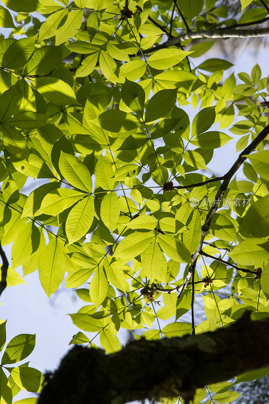从下面看到阳光明媚的山核桃春季生长，在框架的下部有深色的树枝