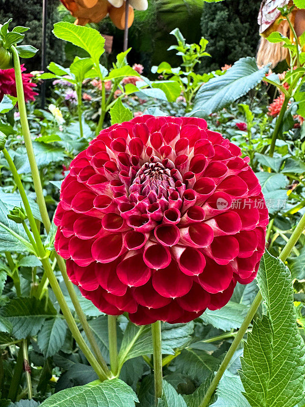 花园花坛中的红色、绒球大丽花的特写图像，花头以绿叶和茎为背景，重点放在前景上