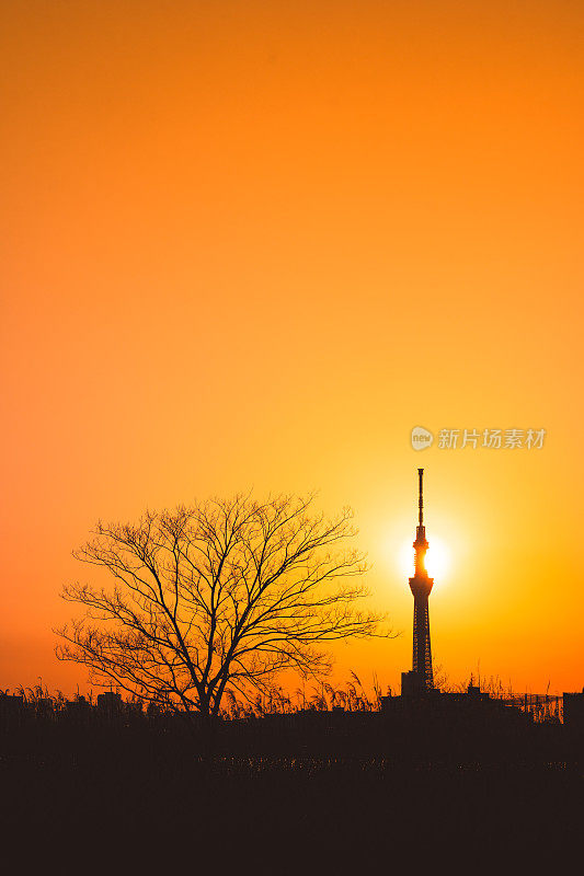 东京天空树的剪影和傍晚的东京市景