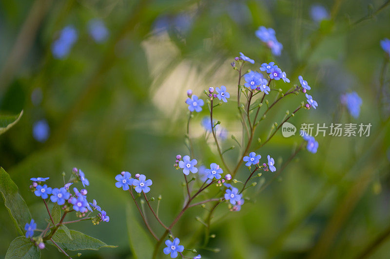 小蓝花花园背景