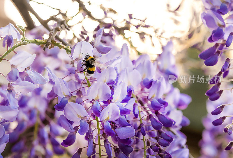 大黄蜂在盛开的紫藤丛中