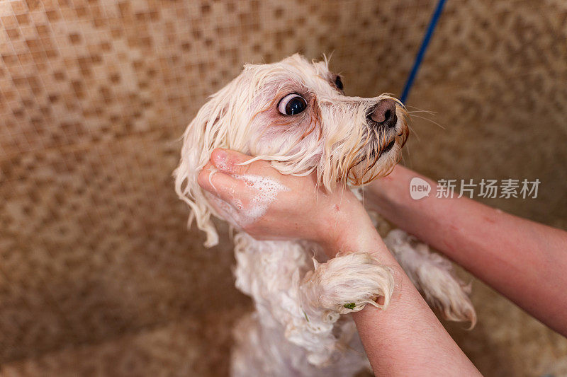 一名女工在宠物美容院给狗洗澡