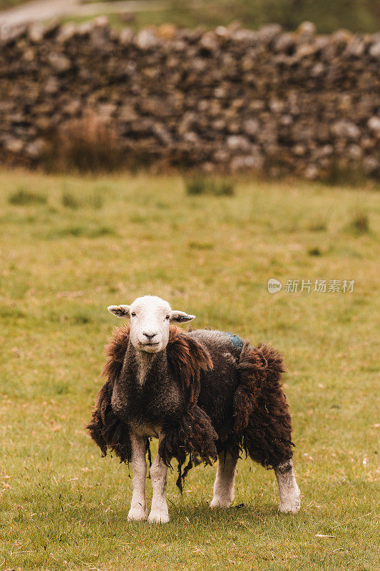 羊在巴特米尔湖在湖区，英格兰，英国